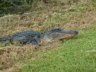 Alligator auf Wiese im Everglades-Nationalpark