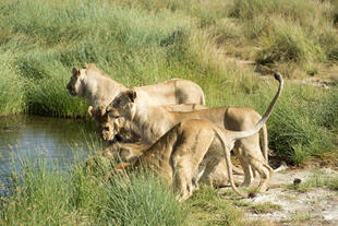 Löwen im Tarangire Nationalpark
