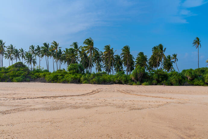 Palmen in Kalutara