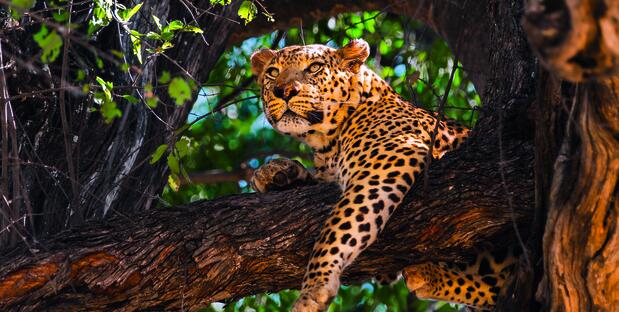 Leopard_Moremi_game_reserve