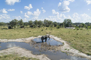 Wasserloch mit Elefant