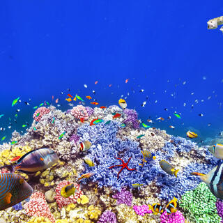 Buntes Great Barrier Reef 