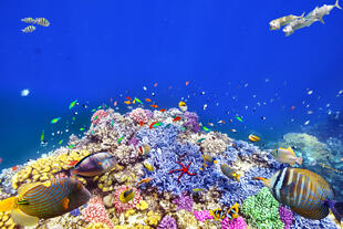 Buntes Great Barrier Reef 