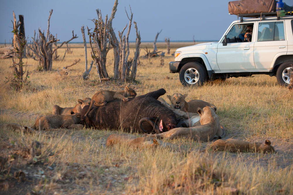 Gruppe afrikanischer Löwen im Chobe-Nationalpark