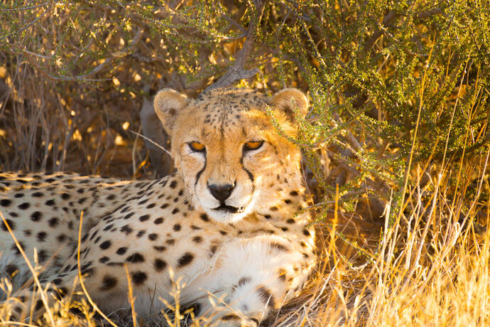 Leopard