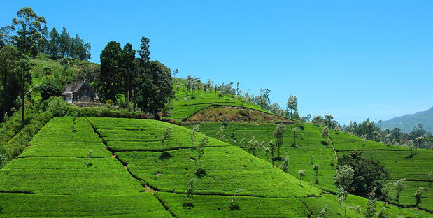 Sri Lanka Rundreise 