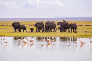 Amboseli See