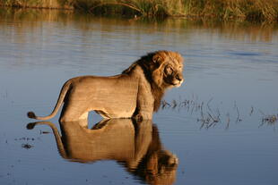 Löwe im Okavango Delta