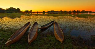 Mokoro-Kanus am Okavango Delta 