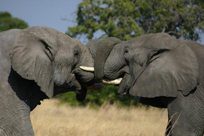Kaempfende Elefanten im Chobe Nationalpark