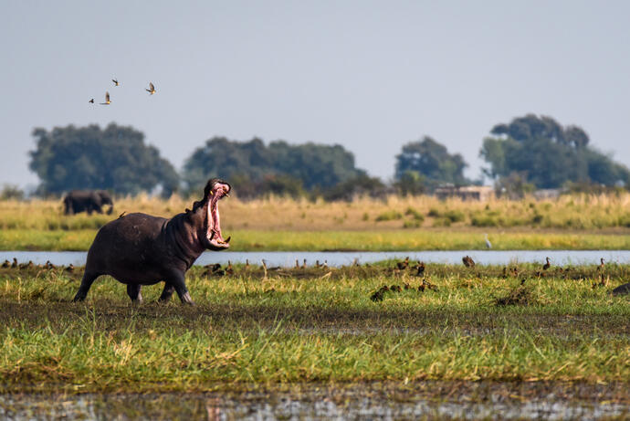Nilpferd am Chobe-Fluss