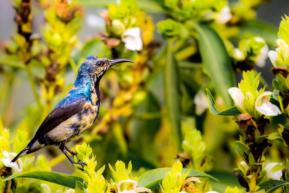 Purple Sunbird im Keoladeo Nationalpark