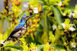 Purple Sunbird im Keoladeo Nationalpark