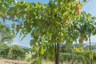 Weinreben mit Trauben 