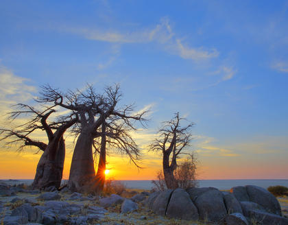 Baobabs bei Sonnenuntergang