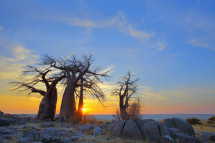 Baobabs bei Sonnenuntergang