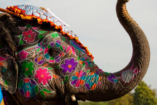 Elefant in Indien