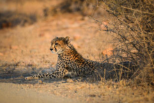 Gepard im Krüger-Nationalpark
