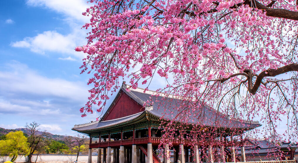 Gyeongbokgung Palast im Frühling bei einer Südkorea Reise