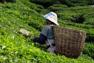 Arbeiterin in der Teeplantage 