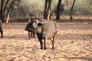 Büffel im Etosha Nationalpark