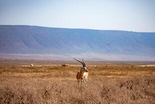 Gazelle im Ngorongoro Krater