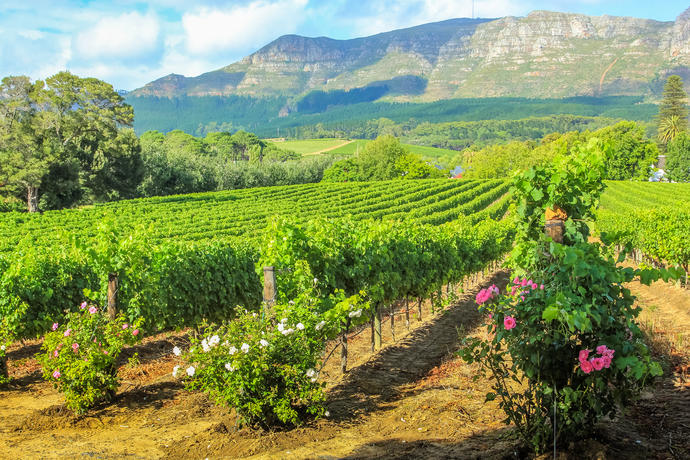Weinreben in Stellenbosch