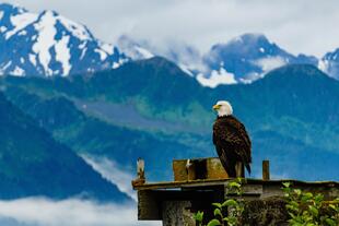 Adler nahe Seward