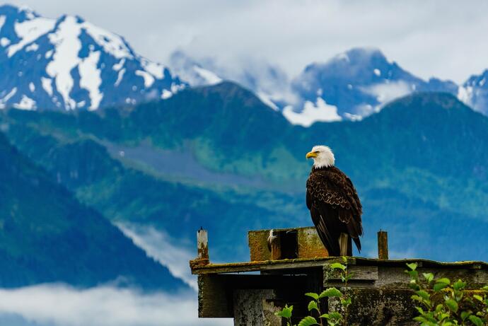 Adler nahe Seward