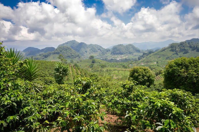 Kaffeeplantagen im Hochland von Honduras