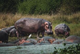 Nilpferde bei den Murchison Falls 