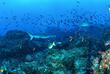 Vielfältige Unterwasserwelt der Galapagos Inseln