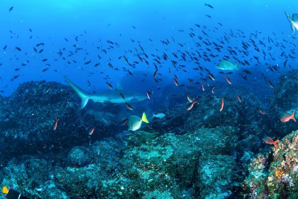 Vielfältige Unterwasserwelt der Galapagos Inseln