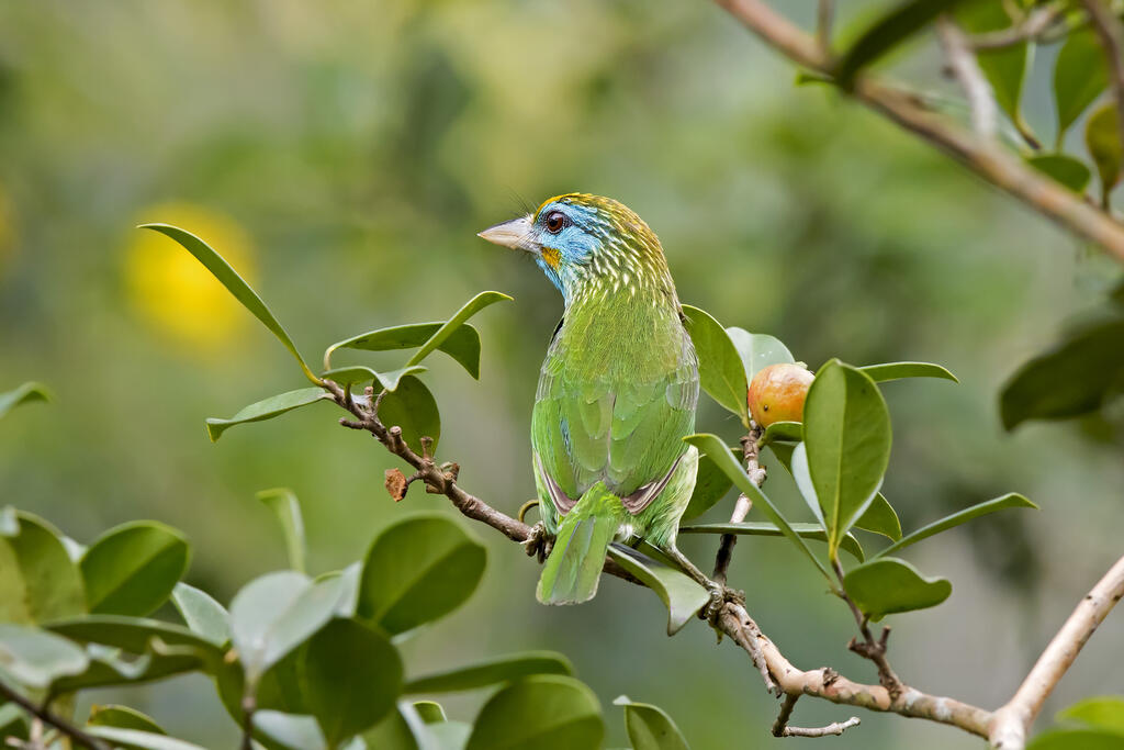 Vogel