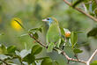 Vogel