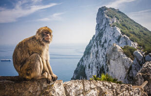 Affenfelsen in Gibraltar