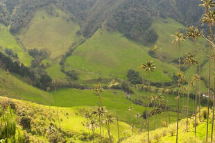 Blick auf die Valle del Cocora