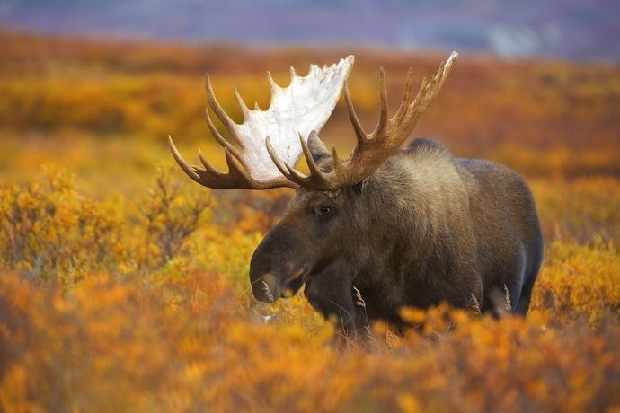 Alaska Denali National Park and Preserve