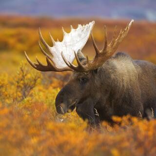 Alaska Denali National Park and Preserve