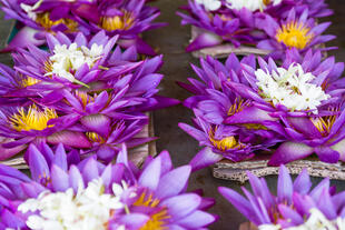 Blumen als Opfergabe 