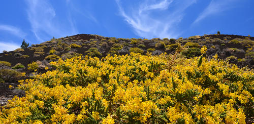 Blumenfeld im Teide Nationalpark
