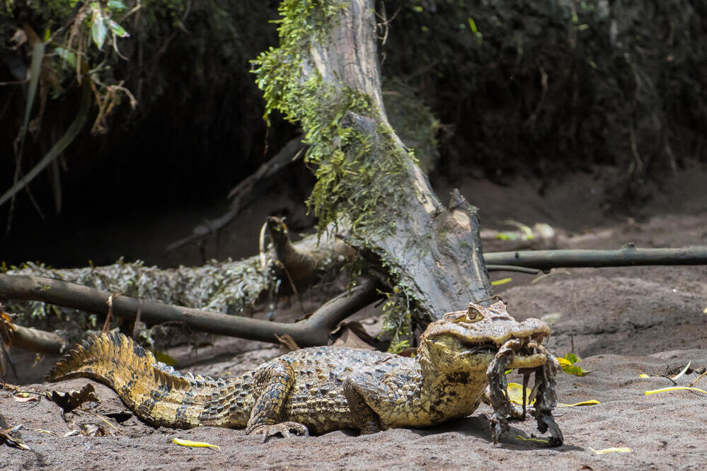 Krokodil am Río Sarapiquí 