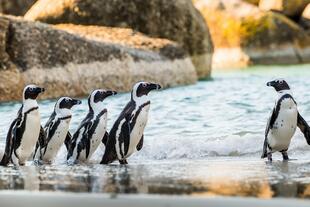 Pinguine