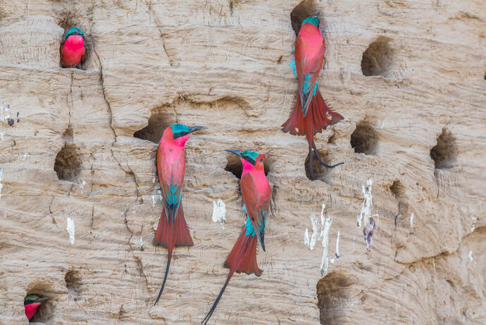Vögel im Südluangwe Nationalpark