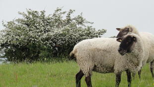 weisse Schafe auf Ruegen
