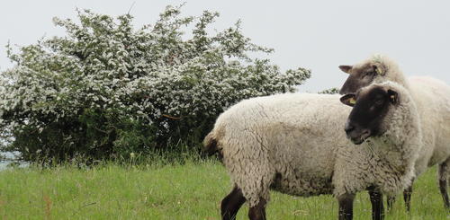 weisse Schafe auf Ruegen