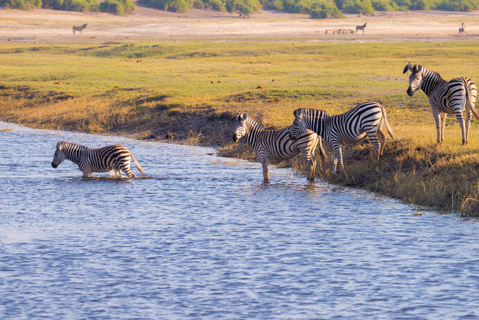 Zebras am Wasser mburo See