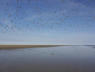 Auffliegender Vogelschwarm über dem Wattenmeer