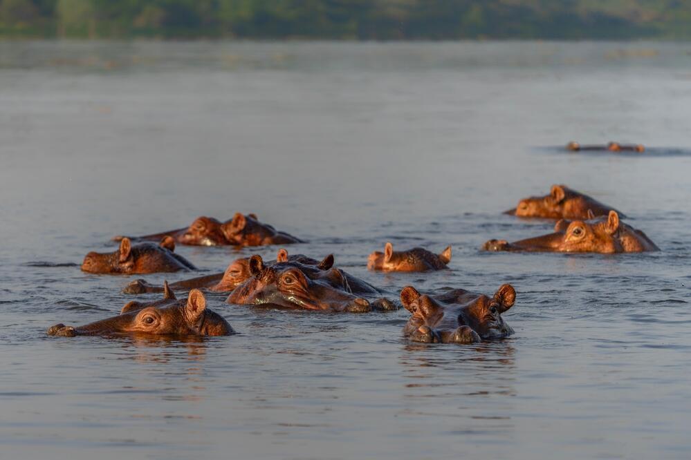 Nilpferde bei den Murchison Falls