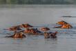 Nilpferde bei den Murchison Falls